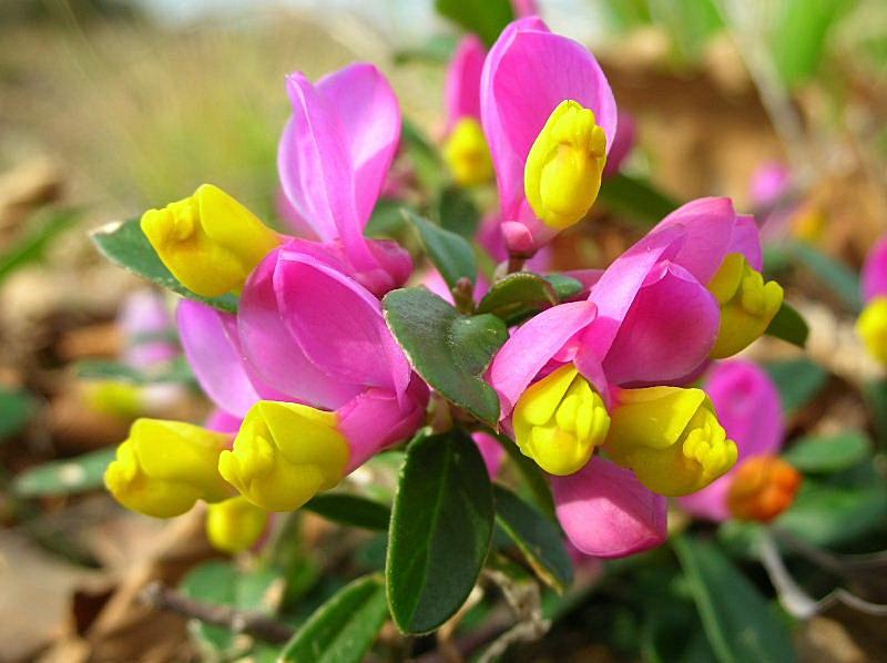 Polygaloides (=Polygala) chamaebuxus / Poligala falso-bosso